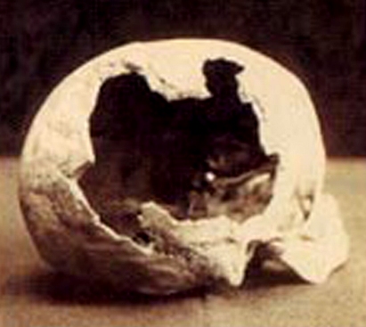 Abby skull